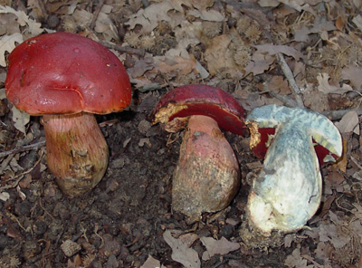 Boletus dupainii